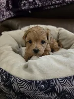 Purple Female, a female Maltipoo for sale in Pineville, MO – 2 of 3