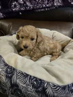 Dark Green Male, a male Maltipoo for sale in Pineville, MO – 3 of 3