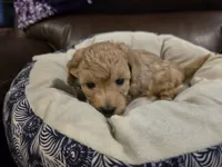 Dark Green Male, a male Maltipoo for sale in Pineville, MO – 2 of 3