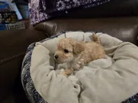 Light Green Male, a male Maltipoo for sale in Pineville, MO – 2 of 3