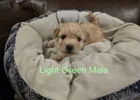 Light Green Male, a male Maltipoo for sale in Pineville, MO – 1 of 3