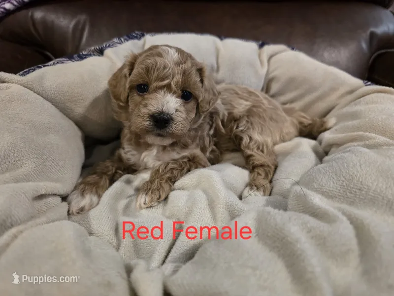 Red Female – Maltipoo puppy for sale in Pineville, MO