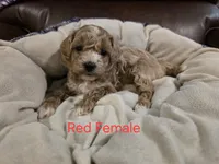 Red Female, a female Maltipoo for sale in Pineville, MO – 1 of 2