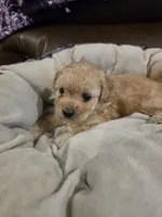 Blue Male, a male Maltipoo for sale in Pineville, MO – 3 of 3