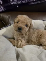 Light Pink Female, a female Maltipoo for sale in Pineville, MO – 2 of 3