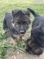 Dutch, a male German Shepherd Dog for sale in Cole Camp, MO – 3 of 6