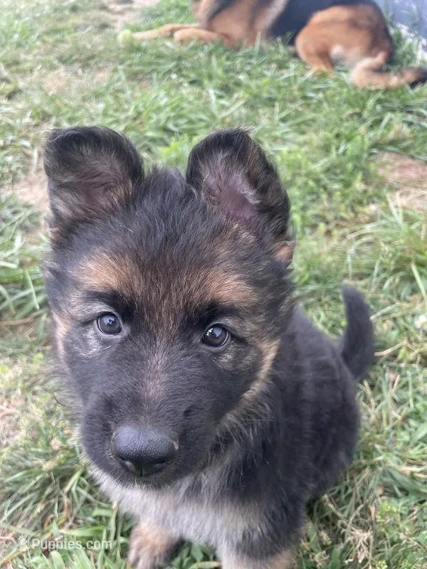 Dagger – German Shepherd Dog puppy for sale in Cole Camp, MO