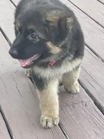 Daisy May, a female German Shepherd Dog for sale in Cole Camp, MO – 3 of 4