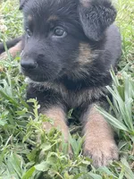 Dutch, a male German Shepherd Dog for sale in Cole Camp, MO – 2 of 6