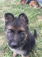 Dutch, a male German Shepherd Dog for sale in Cole Camp, MO – 6 of 6