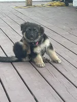 Daisy May, a female German Shepherd Dog for sale in Cole Camp, MO – 4 of 4