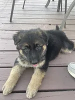 Daisy May, a female German Shepherd Dog for sale in Cole Camp, MO – 2 of 4
