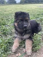 Dutch, a male German Shepherd Dog for sale in Cole Camp, MO – 4 of 6