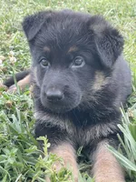 Dutch, a male German Shepherd Dog for sale in Cole Camp, MO – 5 of 6