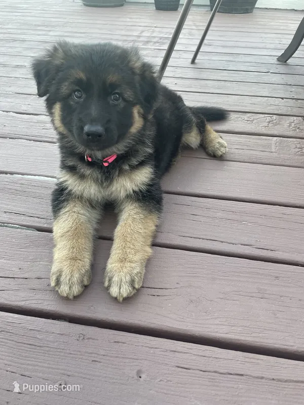 Daisy May – German Shepherd Dog puppy for sale in Cole Camp, MO