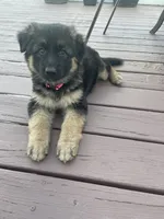 Daisy May, a female German Shepherd Dog for sale in Cole Camp, MO – 1 of 4