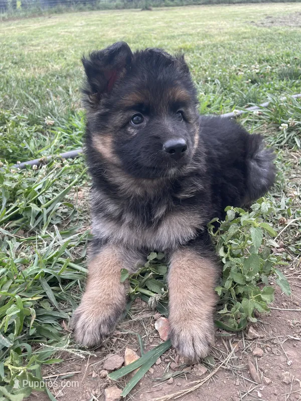 Dutch – German Shepherd Dog puppy for sale in Cole Camp, MO