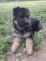Dutch, a male German Shepherd Dog for sale in Cole Camp, MO – 1 of 6