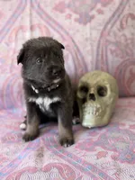 🩶 Gray (Female - Blue&Tan), a female German Shepherd Dog for sale in Hudson, FL – 2 of 5