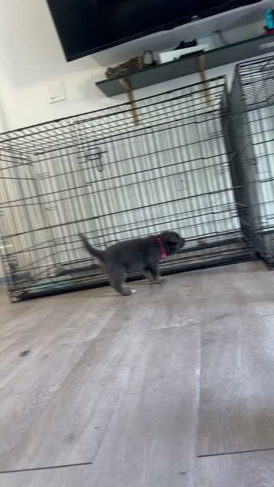 Lady🩵Blue Coat, a female German Shepherd Dog for sale in Hudson, FL – 9 of 9