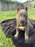 Daisy💛Blue&Tan, a female German Shepherd Dog for sale in Hudson, FL – 2 of 10