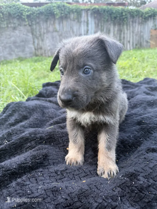 Hank🧡Blue&Tan, a male German Shepherd Dog for sale in Hudson, FL – 1 of 10