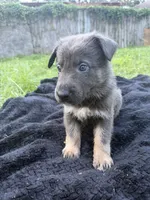 Hank🧡Blue&Tan, a male German Shepherd Dog for sale in Hudson, FL – 1 of 10