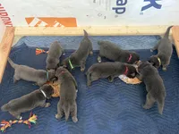 ❤️ Red (Female - Blue Coat), a female German Shepherd Dog for sale in Hudson, FL – 4 of 5