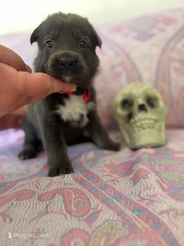❤️ Red (Female - Blue Coat) – German Shepherd Dog puppy for sale in Hudson, FL