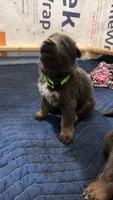 💚 Green (Male - Blue&Tan), a male German Shepherd Dog for sale in Hudson, FL – 3 of 4