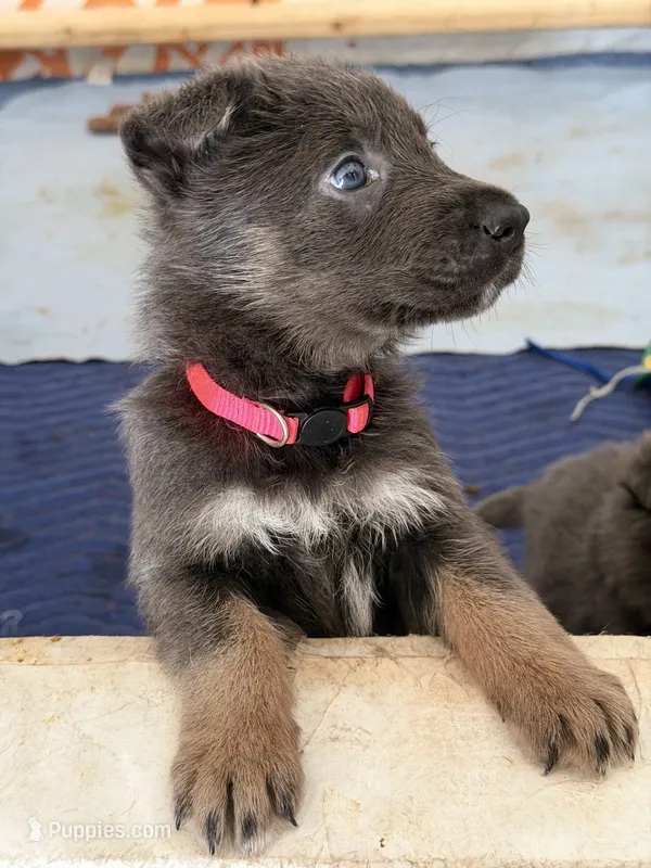 💗Pink (Female - Blue&Tan)  – German Shepherd Dog puppy for sale in Hudson, FL