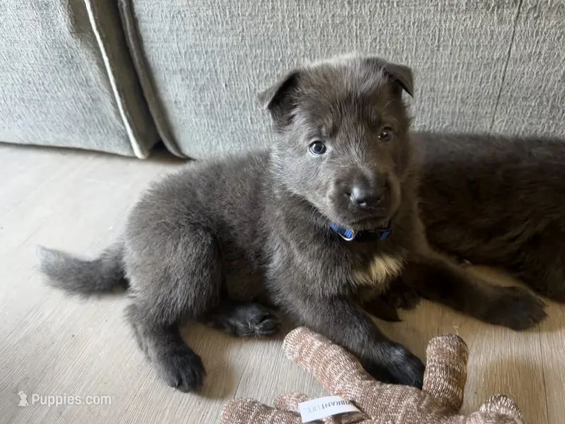 💙 Blue (Male - Blue Coat) – German Shepherd Dog puppy for sale in Hudson, FL