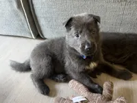 Boo💙Blue Coat, a male German Shepherd Dog for sale in Hudson, FL – 3 of 10
