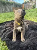 Daisy💛Blue&Tan, a female German Shepherd Dog for sale in Hudson, FL – 3 of 10