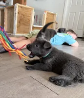 Lady🩵Blue Coat, a female German Shepherd Dog for sale in Hudson, FL – 3 of 9