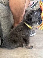 Daisy💛Blue&Tan, a female German Shepherd Dog for sale in Hudson, FL – 5 of 10