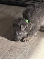 Reggie💚Blue&Tan, a male German Shepherd Dog for sale in Hudson, FL – 6 of 10