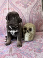 🩶 Gray (Female - Blue&Tan), a female German Shepherd Dog for sale in Hudson, FL – 3 of 5