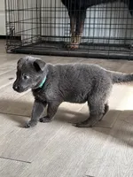 Lady🩵Blue Coat, a female German Shepherd Dog for sale in Hudson, FL – 4 of 9