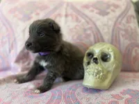 💜 Purple (Female - Blue&Tan), a female German Shepherd Dog for sale in Hudson, FL – 2 of 5