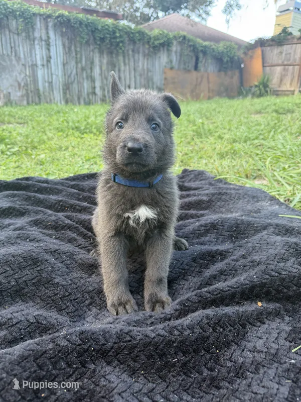 Boo💙Blue Coat, a male German Shepherd Dog for sale in Hudson, FL – 1 of 10
