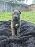 Boo💙Blue Coat, a male German Shepherd Dog for sale in Hudson, FL – 1 of 10