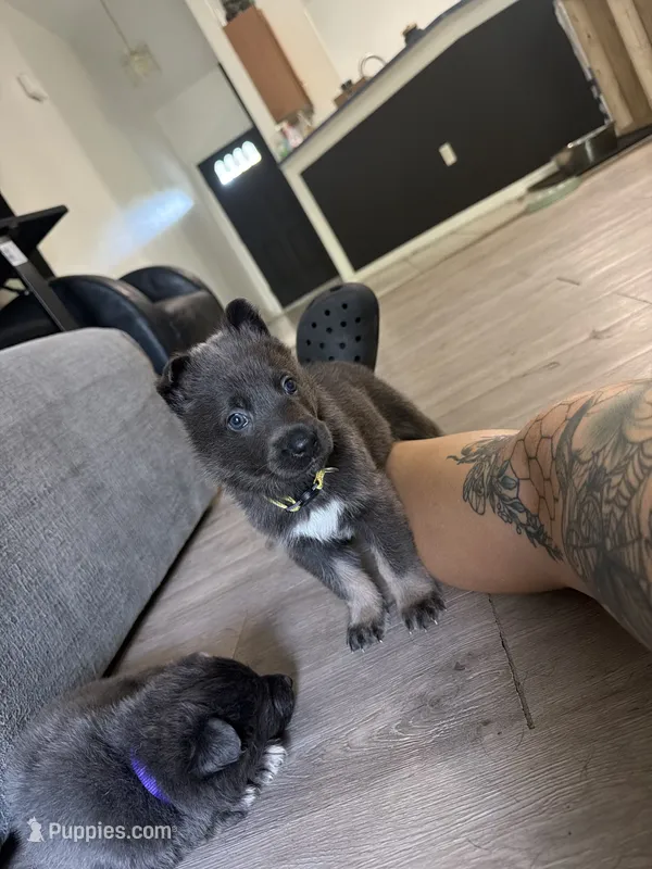 💛 Yellow (Female - Blue&Tan) – German Shepherd Dog puppy for sale in Hudson, FL