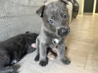 Lady🩵Blue Coat, a female German Shepherd Dog for sale in Hudson, FL – 2 of 9