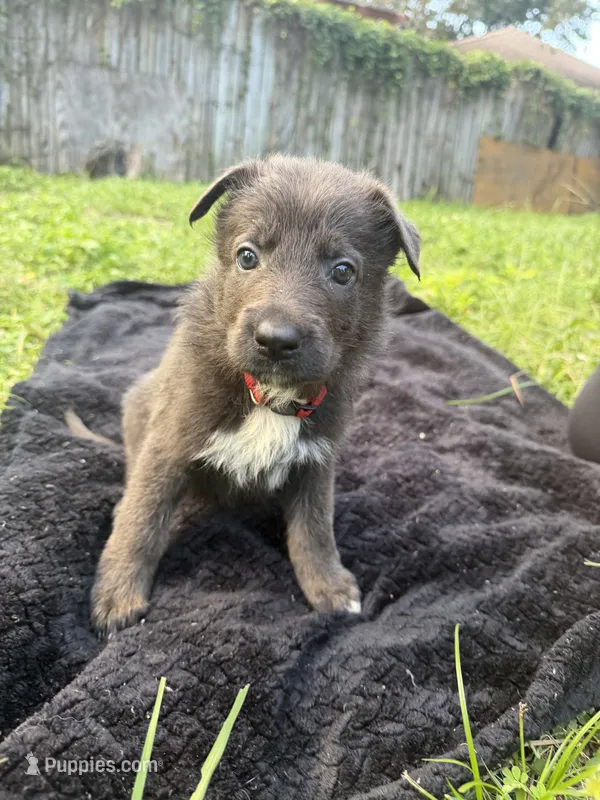 Rose❤️Blue Coat – German Shepherd Dog puppy for sale in Hudson, FL