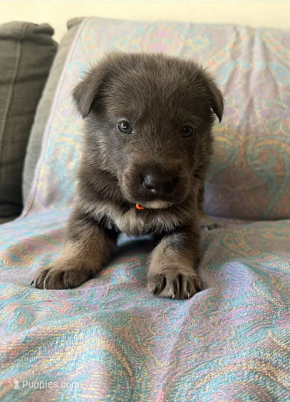 🧡 Orange (Male - Blue&Tan) – German Shepherd Dog puppy for sale in Hudson, FL