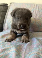 🧡 Orange (Male - Blue&Tan), a male German Shepherd Dog for sale in Hudson, FL – 2 of 4