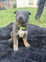 Reggie💚Blue&Tan, a male German Shepherd Dog for sale in Hudson, FL – 3 of 10