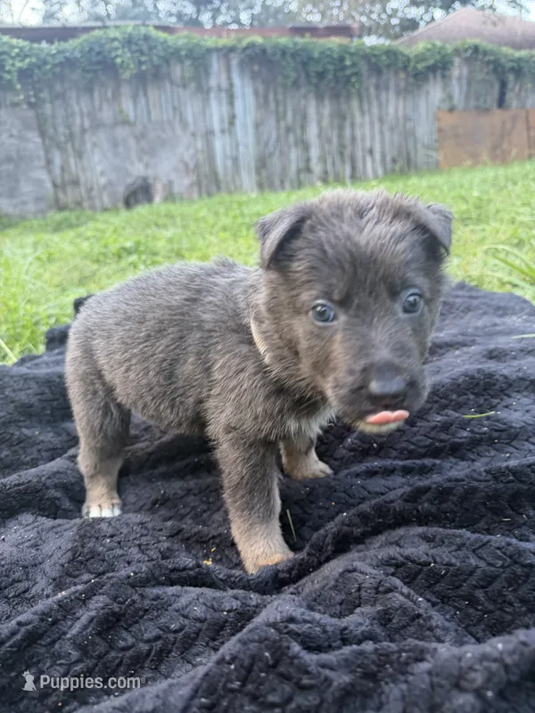 Nova🩶Blue&Tan, a female German Shepherd Dog for sale in Hudson, FL – 1 of 10