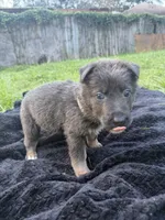 Nova🩶Blue&Tan, a female German Shepherd Dog for sale in Hudson, FL – 1 of 10